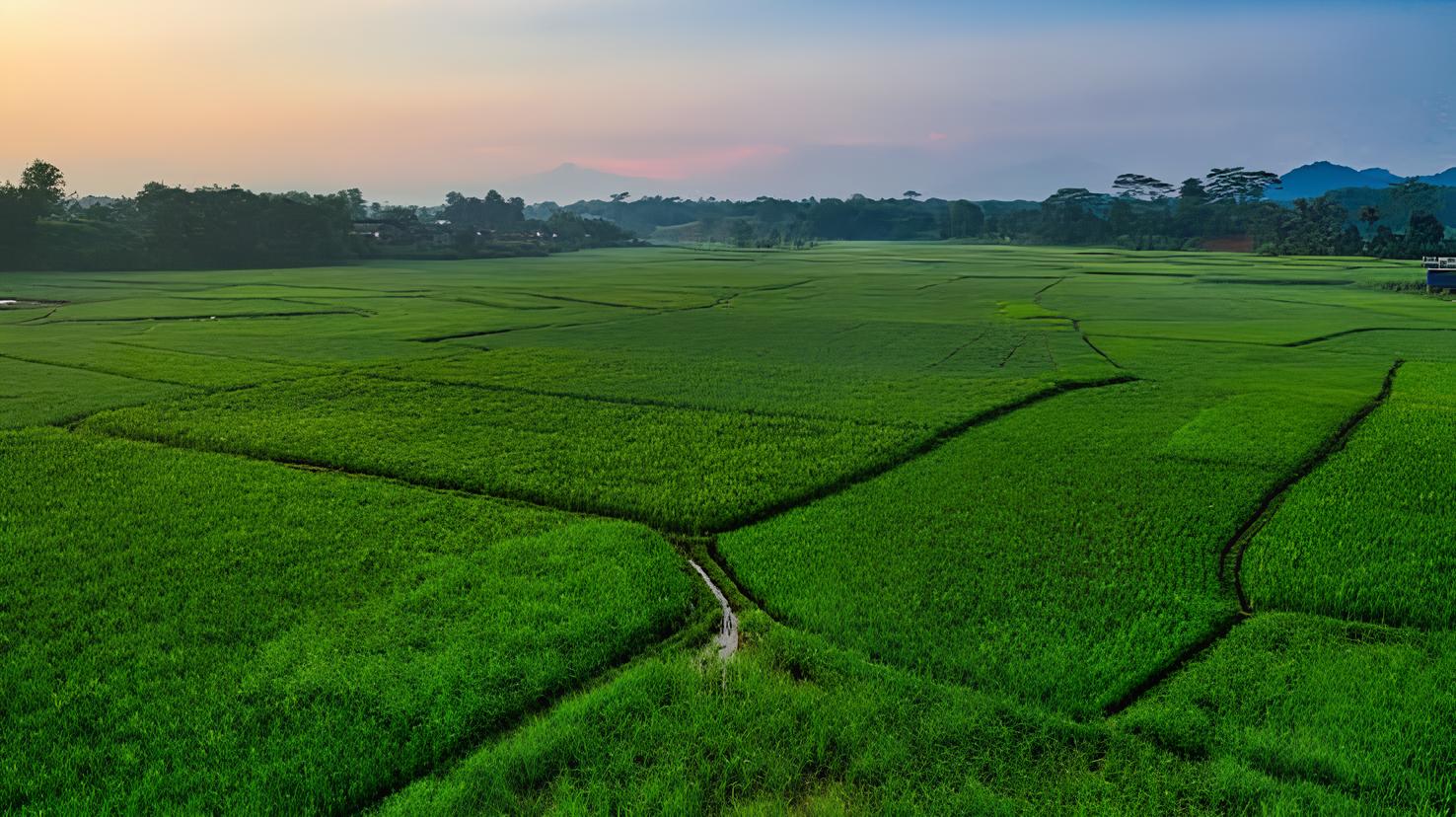 <p>Sawah</p>
